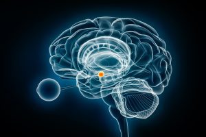 Cerebral amygdala profile x-ray view 3D rendering illustration. Human brain and limbic system anatomy, medical, healthcare, biology, science, neuroscience, neurology concepts.